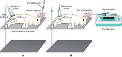 Improving the Therapeutic Effect of Ultrasound Combined With Microbubbles on Muscular Tumor Xenografts With Appropriate Acoustic Pressure